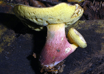 Schönfußröhling (Boletus calopus) - © Heinz Prelicz